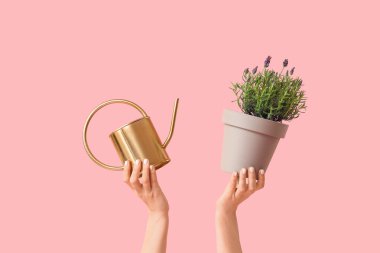 Pembe arka planda lavanta çiçekli tencereyi tutan kadın eller.