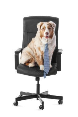 Komik bir iş. Avustralyalı kravatlı çoban köpeği beyaz arka planda ofis sandalyesinde oturuyor.
