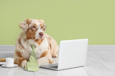 Komik bir iş. Kravat, gözlük, kahve ve modern dizüstü bilgisayarı olan Avustralyalı çoban köpeği yeşil duvarın yanında yatıyor.