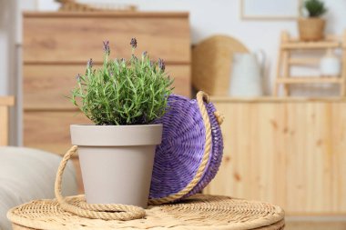 Güzel lavanta çiçekleri ve hasır çantalı tencere şık oturma odasında, yakın plan.