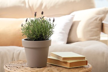 Güzel lavanta çiçekli tencere ve hasır masa üzerindeki kitaplar şık oturma odasında, yakın plan.