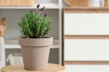 Kahve masasının üzerinde lavanta çiçekleri olan tencere şık bir oturma odasında, yakın plan.