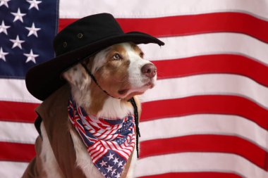 Amerikan bayrağına karşı atkısı olan kovboy şapkalı şirin köpek, yakın plan. Bağımsızlık Günü kutlamaları
