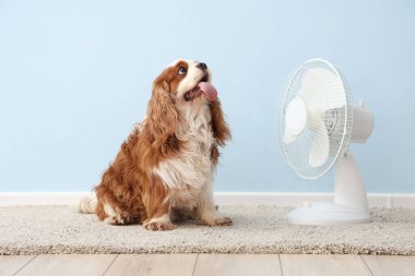 Açık mavi arka planda komik köpek ve elektrikli yelpaze