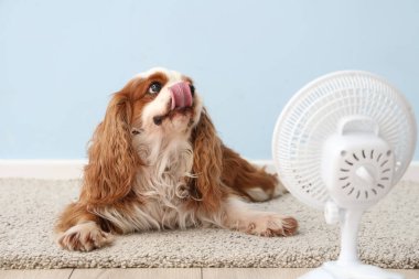 Açık mavi arka planda komik köpek ve elektrikli yelpaze
