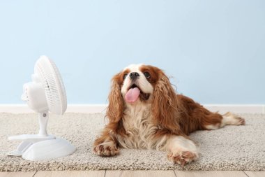 Açık mavi arka planda komik köpek ve elektrikli yelpaze