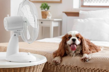 Komik köpek ve elektrikli vantilatör yatak odasında.
