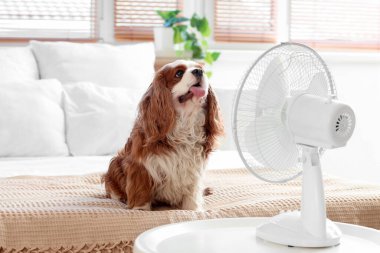 Komik köpek ve elektrikli vantilatör yatak odasında.