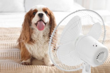 Komik köpek ve elektrikli vantilatör yatak odasında.