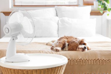 Komik köpek ve elektrikli vantilatör yatak odasında.