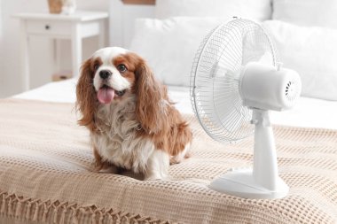 Komik köpek ve elektrikli vantilatör yatak odasında.