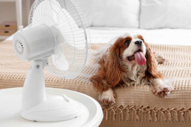 Komik köpek ve elektrikli vantilatör yatak odasında.