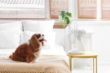 Komik köpek ve elektrikli vantilatör yatak odasında.