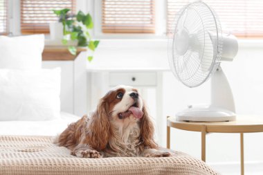 Komik köpek ve elektrikli vantilatör yatak odasında.