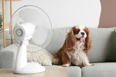 Elektrikli vantilatörden hava akışında kanepede oturan komik köpek.