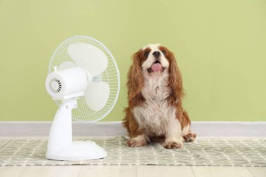 Yeşil duvara karşı komik köpek ve elektrikli yelpaze