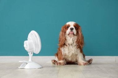 Mavi duvara karşı komik köpek ve elektrikli yelpaze