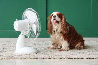 Yeşil duvara karşı komik köpek ve elektrikli yelpaze