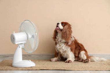 Komik köpek ve elektrikli vantilatör bej duvarda