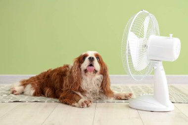 Yeşil duvara karşı komik köpek ve elektrikli yelpaze