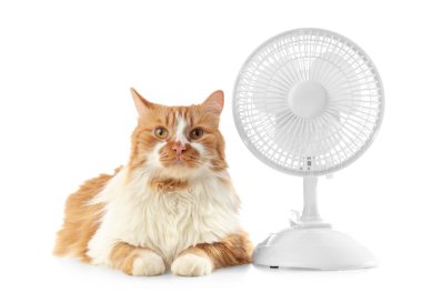 Beyaz arka planda komik kedi ve elektrikli fan