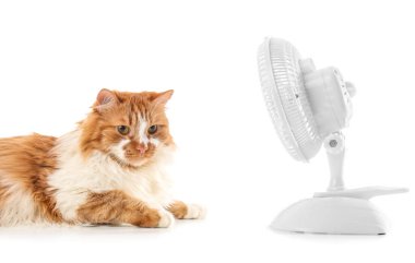 Beyaz arka planda komik kedi ve elektrikli fan