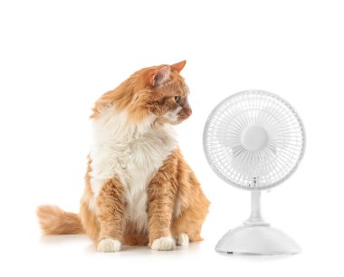 Beyaz arka planda komik kedi ve elektrikli fan