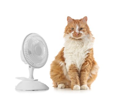 Beyaz arka planda komik kedi ve elektrikli fan