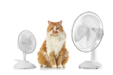 Beyaz arka planda komik kedi ve elektrikli fan