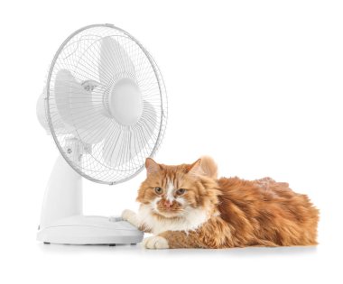 Beyaz arka planda komik kedi ve elektrikli fan
