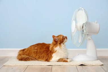 Açık mavi duvara karşı komik kedi ve elektrikli yelpaze