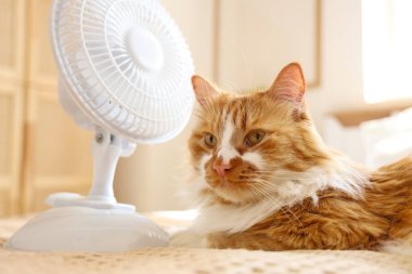 Yatakta komik kedi ve elektrikli vantilatör