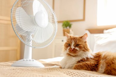 Yatakta komik kedi ve elektrikli vantilatör