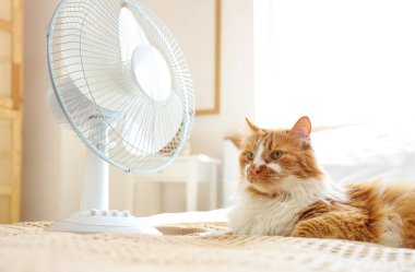 Yatakta komik kedi ve elektrikli vantilatör