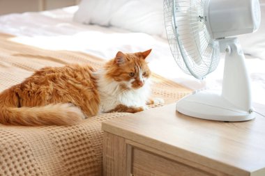 Yatak odasında komik kedi ve elektrikli vantilatör