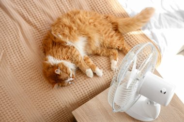 Yatak odasında komik kedi ve elektrikli vantilatör var.