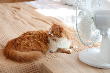 Yatak odasında komik kedi ve elektrikli vantilatör