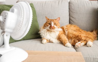 Elektrikli vantilatörden hava akışında kanepede uzanan komik kedi.