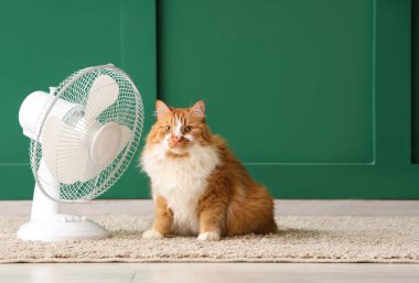 Yeşil duvara karşı komik kedi ve elektrikli vantilatör