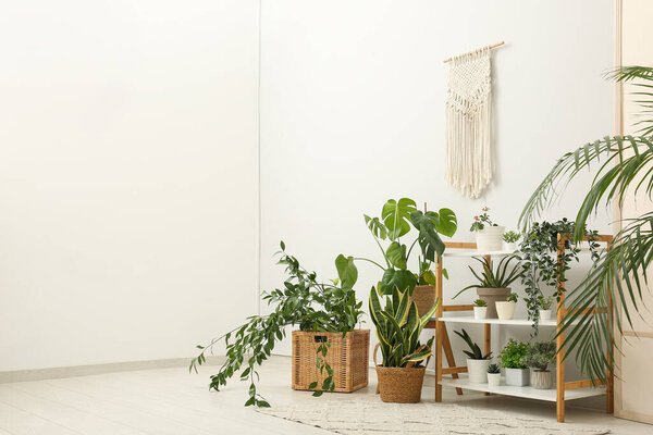 Интерьер комнаты со стойкой и комнатными растениями возле белой стены