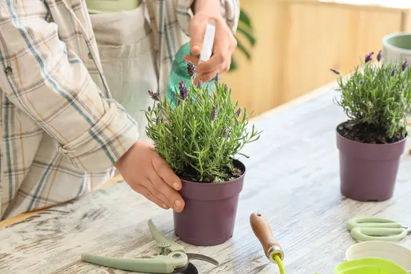 Genç bir kadın evdeki masada lavanta çiçeklerine su püskürtüyor.