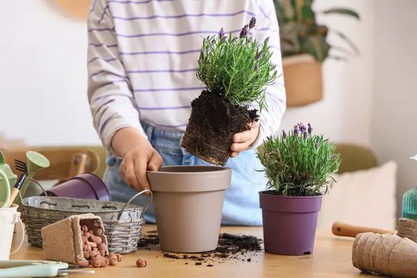 Evde lavanta çiçeği nakleden genç bir kadın.