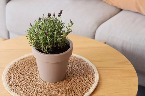 Güzel lavanta çiçekleri olan tencere şık oturma odasında, yakın plan.