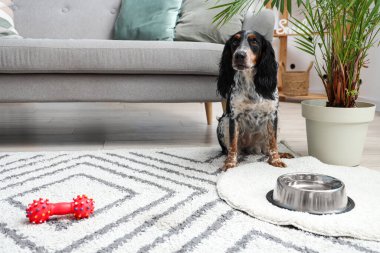Evcil oyuncağı ve bir kase suyla oturma odasında oturan sevimli cocker spaniel.