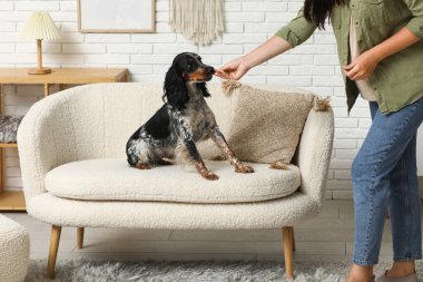 Bayan köpek bakıcısı evcil hayvanı eğitiyor.