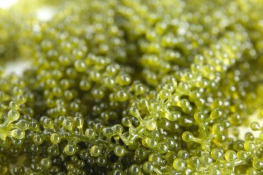 Arkaplan olarak sağlıklı deniz yosunu, yakın plan