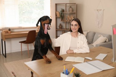 Şirin Doberman köpeği ve işyerindeki genç ve güzel mutlu kadın.