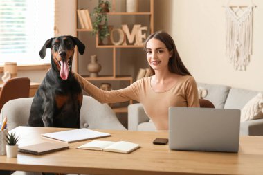 Şirin Doberman köpeği ve iş yerinde dizüstü bilgisayarı olan güzel, genç ve mutlu bir kadın.