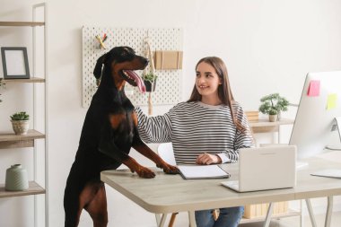 Sevimli Doberman köpeği ve evde bilgisayarları olan güzel, genç ve mutlu bir kadın.