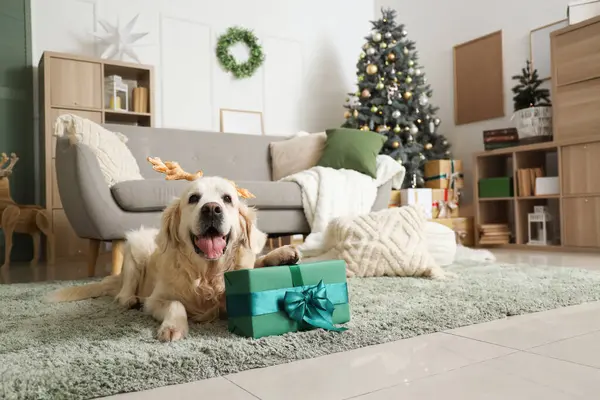 Ren geyiği boynuzlarıyla şirin Labrador köpeği evde halıda yatıyor.